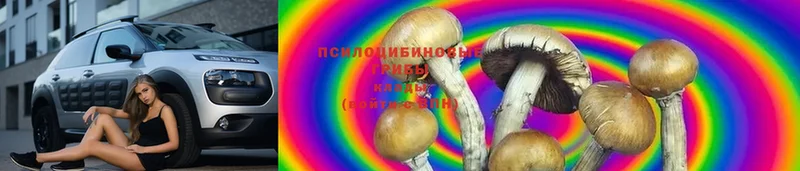 MEGA зеркало  Егорьевск  Псилоцибиновые грибы MAGIC MUSHROOMS 